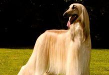 Raza de Perros lebrel afgano