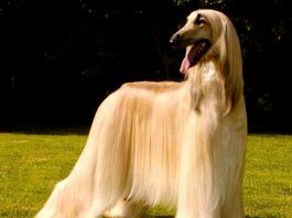 Raza de Perros lebrel afgano