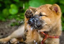 por que estornudan los perros