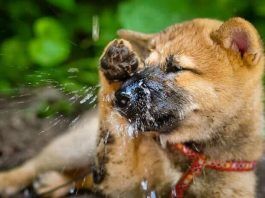por que estornudan los perros