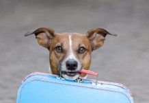 ¿Cómo viajar con tu mascota fuera del país? Consejos prácticos.