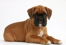 raza de perros boxer