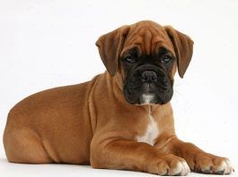 raza de perros boxer