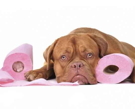 diarrea en perros