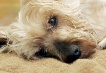 ¿Cómo saber si tu perro esta envenenado? 20 síntomas de envenenamiento en perros síntomas de envenenamiento en perros