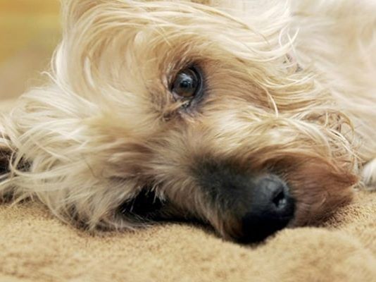 síntomas de envenenamiento en perros