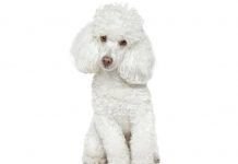 perros french poodle