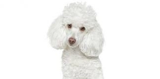perros french poodle