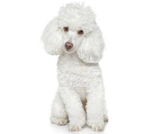 perros french poodle