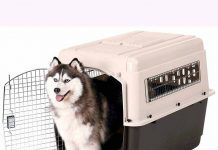 adiestramiento de perros