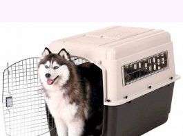 adiestramiento de perros