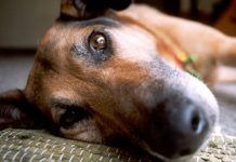 como tratar el vomito en perros
