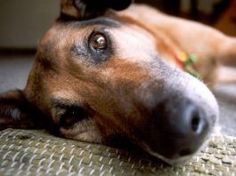 como tratar el vomito en perros
