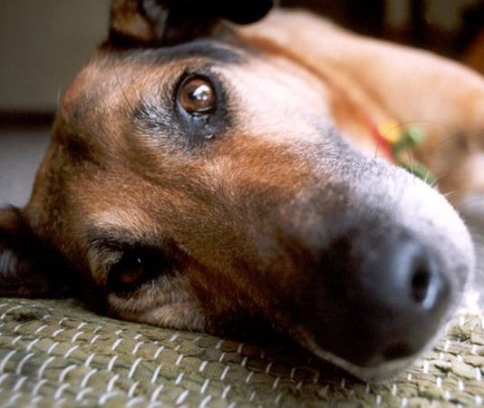 como tratar el vomito en perros