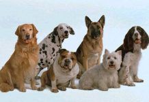 Los mejores 1.000 nombres para perros