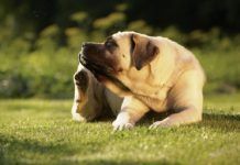 acaros en perros