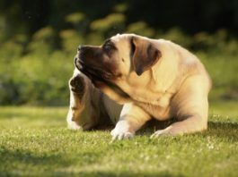 acaros en perros
