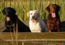 Perros labradores
