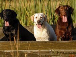 Perros labradores