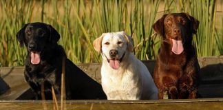 Perros labradores