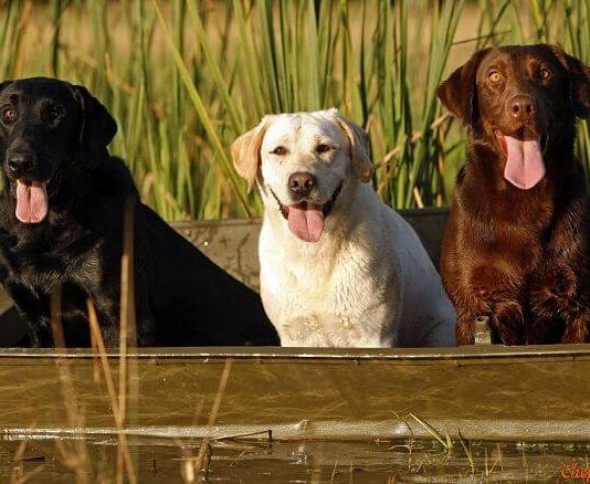 Perros labradores