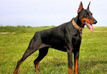 Raza de perros doberman