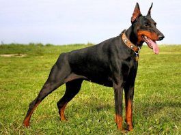Raza de perros doberman