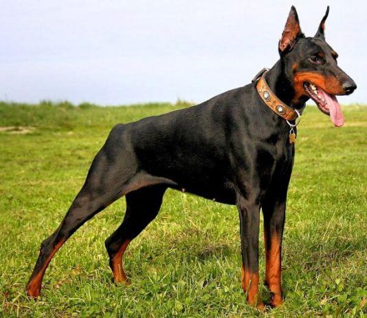Raza de perros doberman