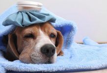 fiebre en perros