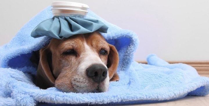 Fiebre en perros | ¿Como detectar y tratar este sintoma?