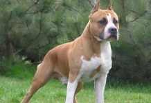 perros guardianes