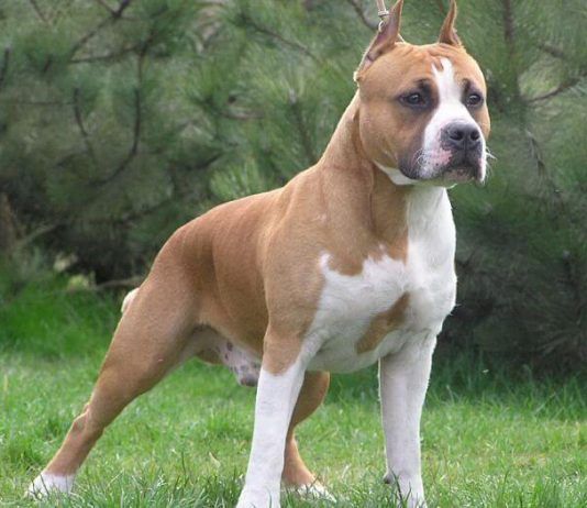 perros guardianes