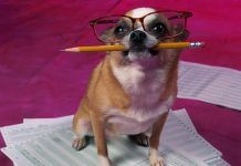Conoce la Clasificación de Inteligencia Canina de Coren