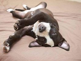 por que convulsionan los perros