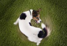 por que los perros se persiguen la cola