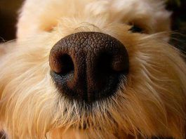 por que tienen seca la nariz los perros