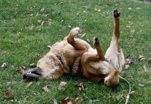 Por que los perros rascan el piso?
