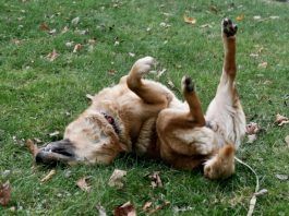 Por que los perros rascan el piso?