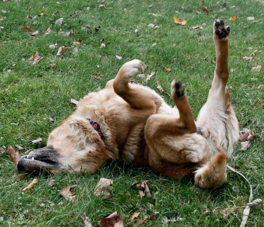 Por que los perros rascan el piso?