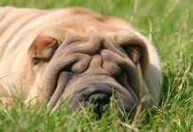 8 Cosas que tienes que saber de los Hongos en perros hongos en perros
