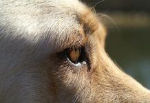 Todo lo que Debes y Necesitas saber sobre las Cataratas en perros cataratas en perros