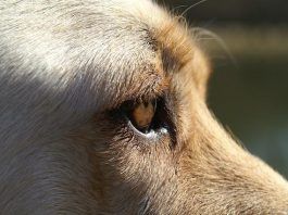 cataratas en perros