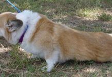 Desordenes Neurológicos caninos, síntomas y causas