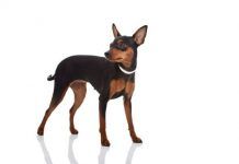 Pinscher Miniatura