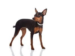 Pinscher Miniatura