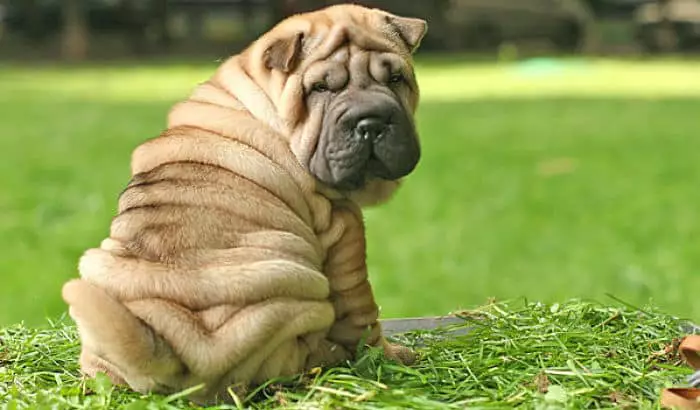 shar pei perro