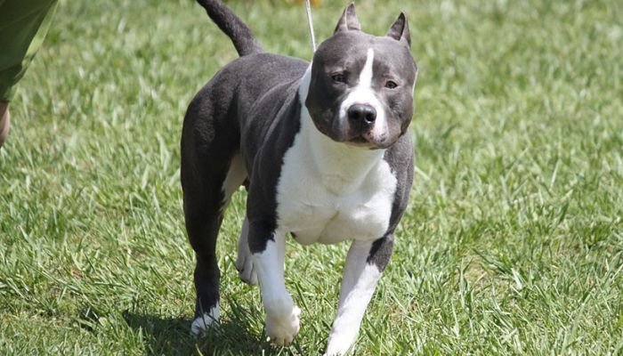 american-staffordshire-terrier