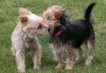 El apareamiento de perros | Importancia, condiciones y recomendaciones apareamiento entre perros