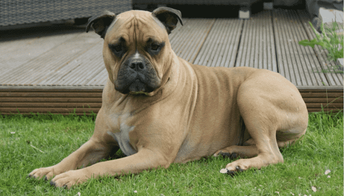 bullmastiff