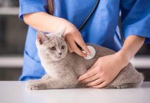 Conoce todo sobre las Enfermedades Renales en perros y gatos
